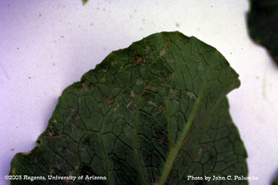 Damage to untreated romaine plants by western flower thrips 