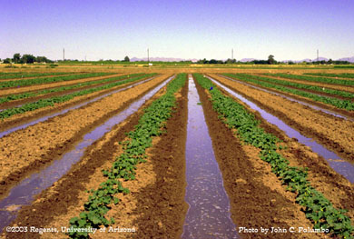 Melon plots being furrow irrigated following side dress fertilization