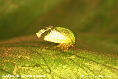 three cornered alfalfa hopper