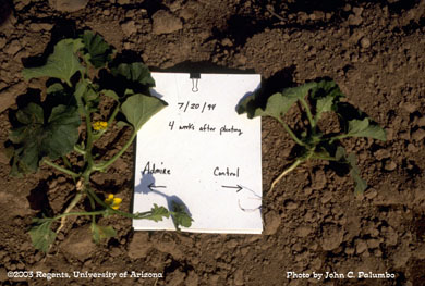 Impact of whitefly feeding on untreated cantaloupe plant