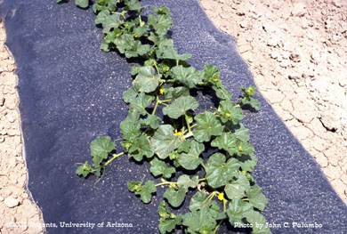 Melon plants grown on black plastic mulch, Yuma Valley, Arizona