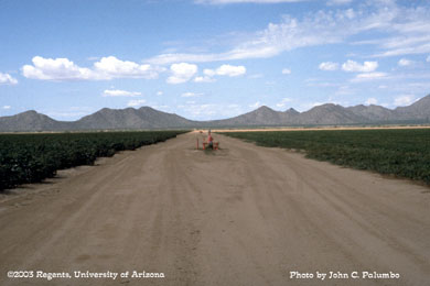 Cotton and melons being grown in the same multi-crop community