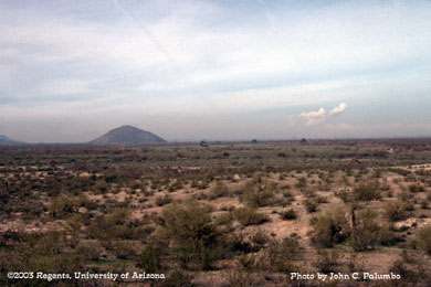 Desert habitat surrounding a desert cropping system