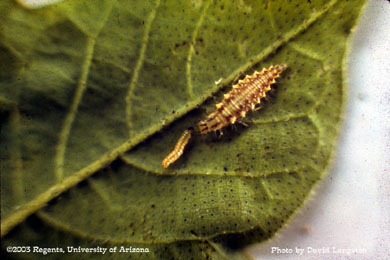 A Lacewing larvae feeding on an bollworm on cotton