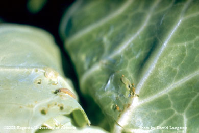 Injury and larvae of Platynota on cabbage