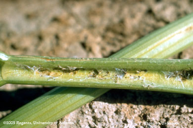 Platynota boring injury on celery