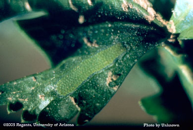 Platynota stultana egg mass on celery