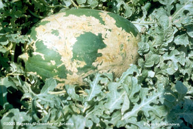 Leafroller (Platynota stultana) on watermelon