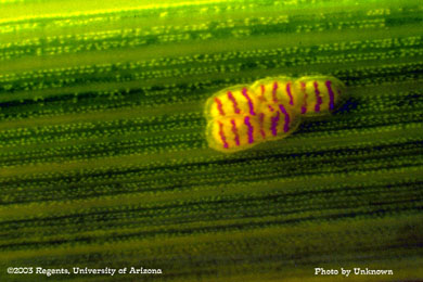 Southwestern corn borer egg mass