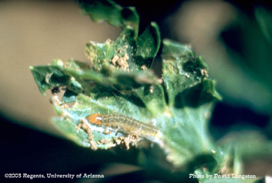 Platynota stultana larva in rolled up leaf of celery