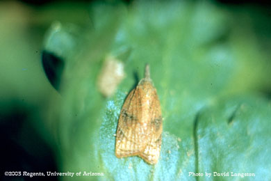 Platynota stultana moth on celery