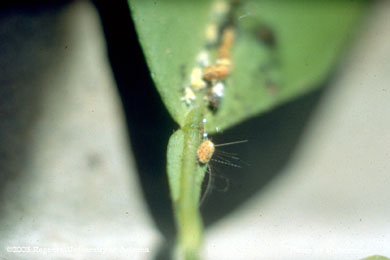 Cottony cushion scale crawlers on a grapefruit leaf