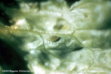Aphid on lettuce