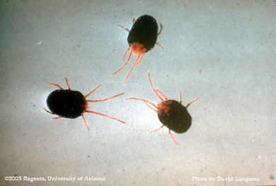 Clover mite