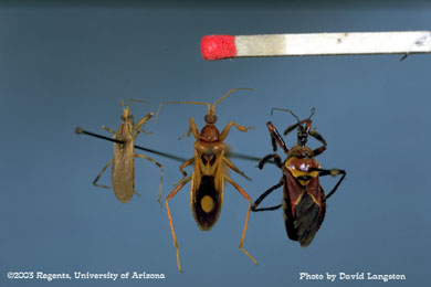 Hemiptera Reduviidae, Assassin bug & Damsel bug