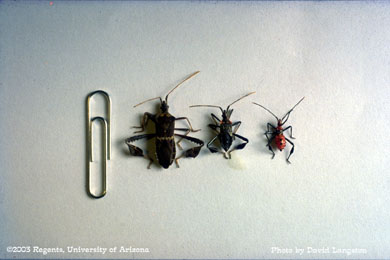 Leaf-footed plant bug