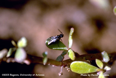Sawfly on purslane