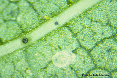 Emerged 4th instar whitefly (Bemesia tabaci) exuvium