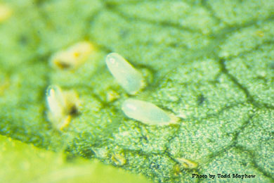 Lygus hesperus egg oviposited through a cotton leaf blade