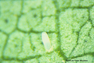 Lygus hesperus egg oviposited through a cotton leaf blade