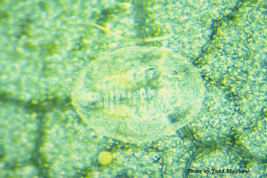 Early 4th instar Bemesia tabaci