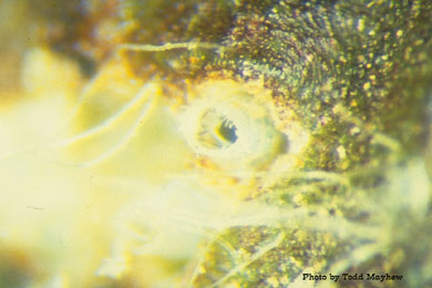 Lygus hesperus egg on cotton