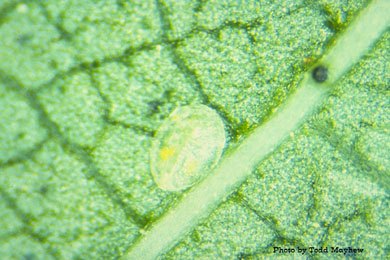 4th instar Bemesia tabaci on cotton