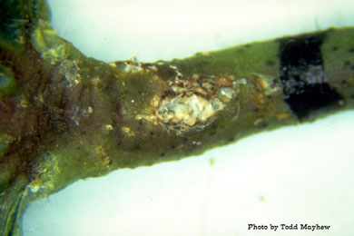 Lygus hesperus egg in cotton leaf petiole