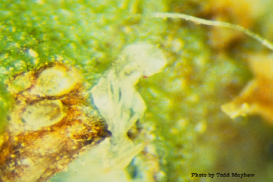Lygus 1st instar dead upon emergence