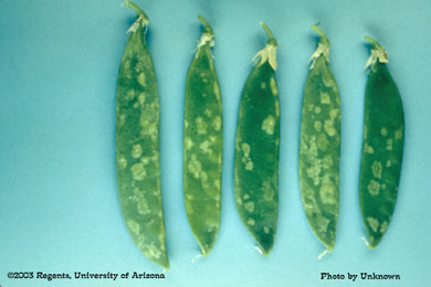 Thrips damage on peas