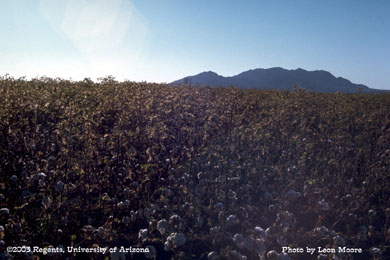 Cotton leaf perforator damage
