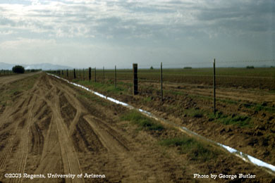 Aluminum foil barrier for Saltmarsh caterpillar control around a lettuce field