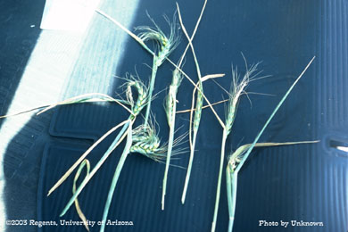Variety of head damage due to Russian wheat aphid