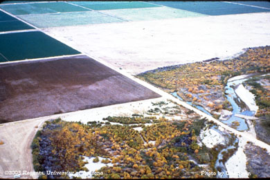 Cotton adjacent to salt cedar along lower Gila River, AZ