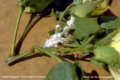 Mealy bugs on cotton.