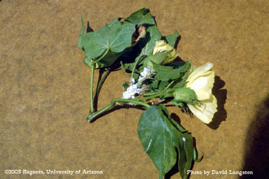 Mealy bugs on cotton.