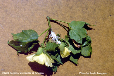Mealy bugs on cotton.