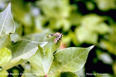 Robber fly on cotton