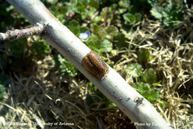 Preying mantids egg case