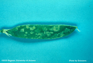 Thrips damage on peas