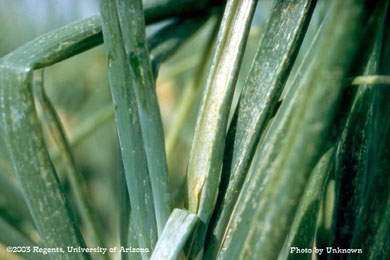 Severe thrips damage on onion
