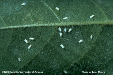 Sweetpotato whitefly adults on cotton