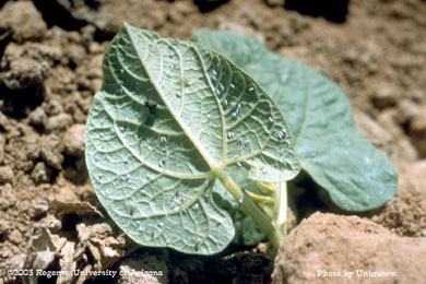 Whitefly Bemesia tabaci