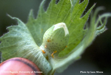 Boll weevil on cotton