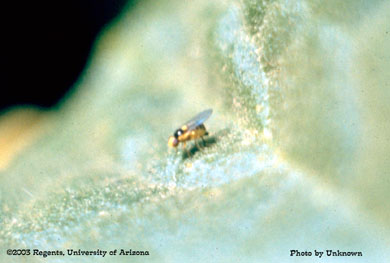 Leafminer adult