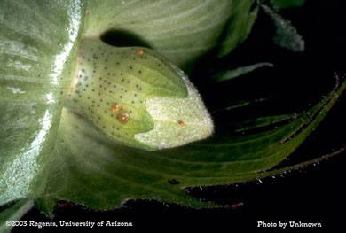 boll weevil punctured square