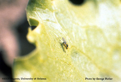 Leafminer adult