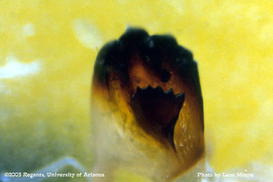 Mandibles of heliothis sp.?