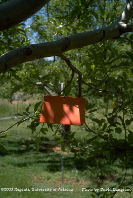 Codling moth trap hanging in an apple tree