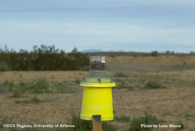 Weevil trap